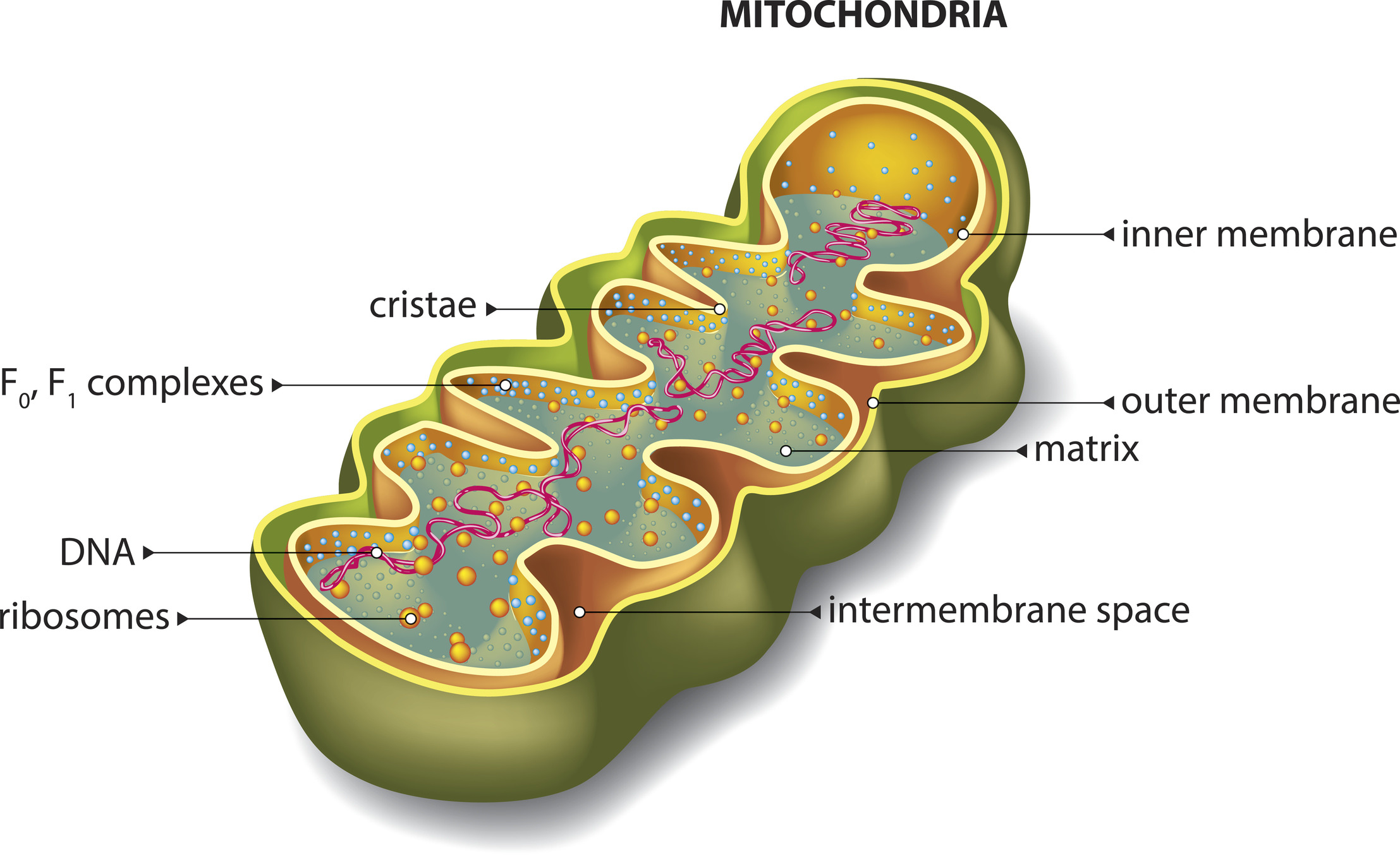 Mitochondrien-Medizin reguliert und repariert veränderte, beschädigte Doppel Mitochondriale Membranen
