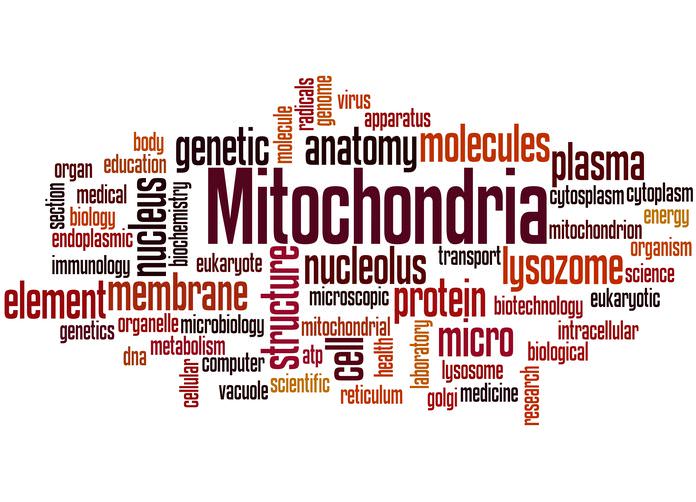Leistungseinbruch Hauptmerkmal der Mitochondriopathien