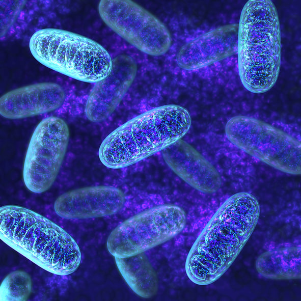 Mitochondrienregulierung ist die Aufgabe der Regulative Mitochondrien-Medizin